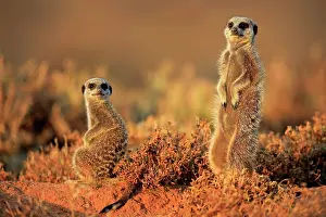 Oudtshoorn: Meerkat (Suricata suricatta), adult, two animals