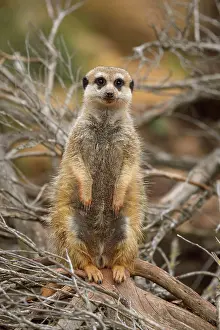 Suricata: Meerkat (Suricata suricatta), adult, captive