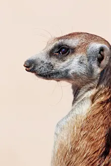 Oryx: Meerkat (Suricata suricatta) adult, close-up of