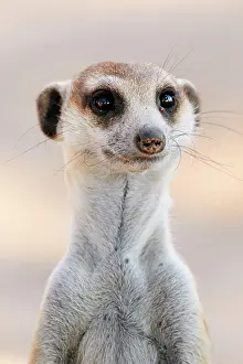 Oryx: Meerkat (Suricata suricatta) adult, close-up of