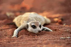 Tswalu: Meerkat (Suricata suricatta), adult, lying in the