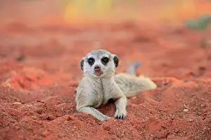 Tswalu: Meerkat (Suricata suricatta), adult, lying in the