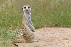 Erect: Meerkat (Suricata suricatta), adult male, sitting