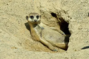 Suricates: Meerkat (Suricata suricatta) adult, resting at burrow