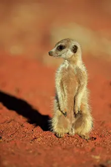 Tswalu: Meerkat (Suricata suricatta), adult, sitting in