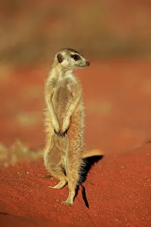 Tswalu: Meerkat (Suricata suricatta), adult standing upright