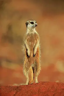 Tswalu: Meerkat (Suricata suricatta), adult standing upright