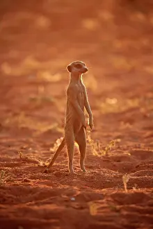 Tswalu: Meerkat (Suricata suricatta), adult standing upright