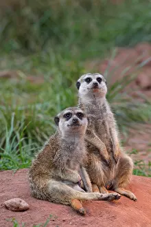 Suricata: Meerkat (Suricata suricatta), two adults, captive