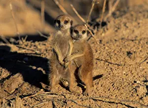 Suricates: Meerkat (Suricata suricatta), babies cuddling, Kgalagadi