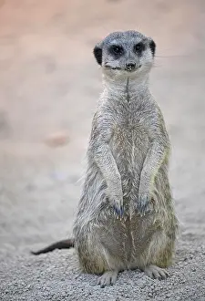 Concentration: Meerkat (Suricata suricatta), captive, alert, Germany