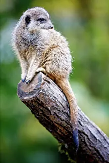 Frankfurt: Meerkat (Suricata suricatta), captive, Frankfurt