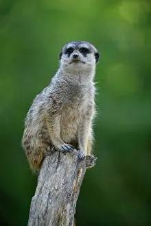 Pole: Meerkat (Suricata suricatta), captive, sits on branch