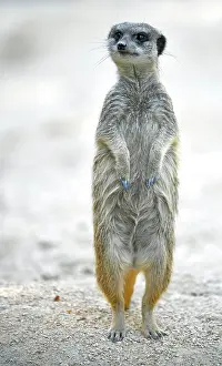 Suricata: Meerkat (Suricata suricatta), captive, standing
