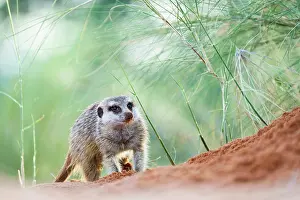 Crosses: Meerkat (Suricata suricatta) crosses red soil along