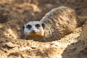 Joyful: Meerkat (Suricata suricatta) digging in the sand
