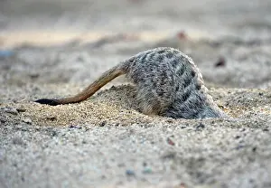 Burrows: Meerkat (Suricata suricatta), digging young, native