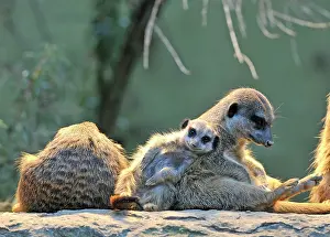 Suricates: Meerkat (Suricata Suricatta), family, young animal