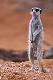 Meerkat: Meerkat (Suricata suricatta), Kgalagadi Transfrontier