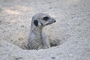 Concentration: Meerkat (Suricata suricatta) looks out of cave