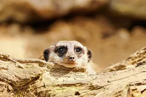 Meerkat: Meerkat (Suricata suricatta) lying its head on a