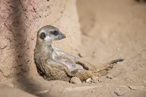 Meerkat: Meerkat (Suricata suricatta) lying in the sand