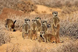 Concentration: Meerkat (Suricata suricatta), Meerkat, adult, young