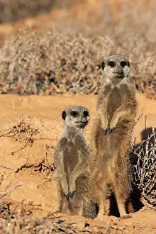 Concentration: Meerkat (Suricata suricatta), Meerkat, adult, two