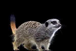 Zimbabwe: Meerkat (Suricata suricatta), Namibia