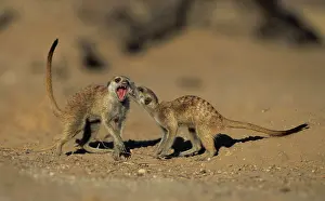 Suricates: Meerkat (Suricata suricatta), play fighting, Kgalagadi