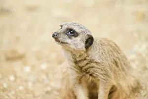 Meerkat: Meerkat (Suricata suricatta), portrait, captive