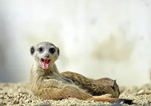 Meerkat: Meerkat (Suricata suricatta), pup, yawning, native