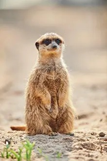 200722: Meerkat (Suricata suricatta) sitting on the ground