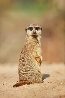 200722: Meerkat (Suricata suricatta) sitting on the ground