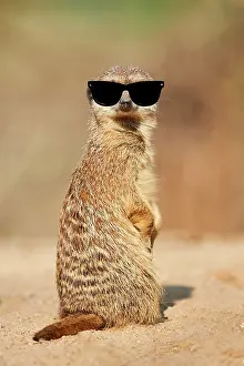 Meerkat: Meerkat (Suricata suricatta) sitting on the ground