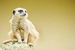 Meerkat: Meerkat (Suricata suricatta) sitting on a rock