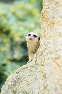 Meerkat: Meerkat (Suricata suricatta) sitting on a rock