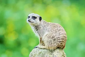 Meerkat: Meerkat (Suricata suricatta) sitting on a rock