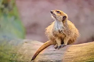 Meerkat: Meerkat (Suricata suricatta) sitting on a tree trunk