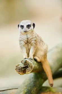 Meerkat: Meerkat (Suricata suricatta) sitting on a tree trunk