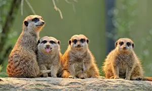 Suricates: Meerkat (Suricata suricatta), with young