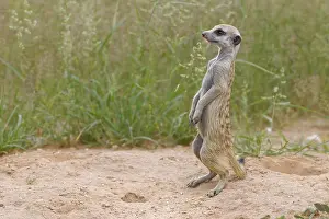 Erect: Meerkat (Suricata suricatta), young male at burrow