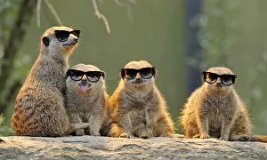 Suricates: Meerkat (Suricata suricatta), with young wearing sun-glasses