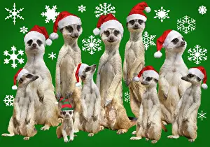 Snowflakes: Meerkat / Suricate