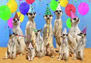 Suricates: Meerkat / Suricate
