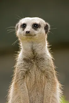 Suricates: Meerkat / Suricate