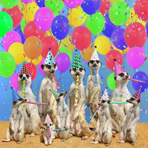 Suricates: Meerkat / Suricate - family - adults and young wearing party