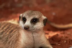 Herpestidae: Meerkat or suricate, (Suricata suricatta)
