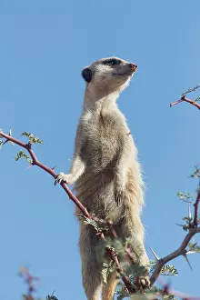 Papilionaceae: Meerkat or suricate (Suricata suricatta), adult