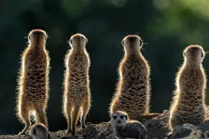Lanes: Meerkat or suricate (Suricata suricatta). Kalahari